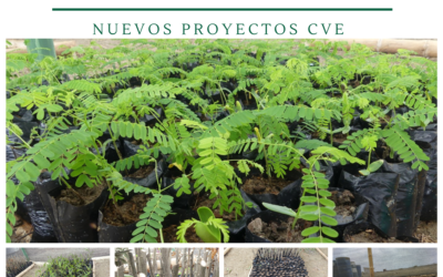 VIVERO CVE PROYECTO ECO SUSTENTABLE